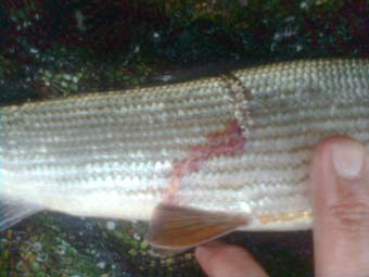 grayling 2